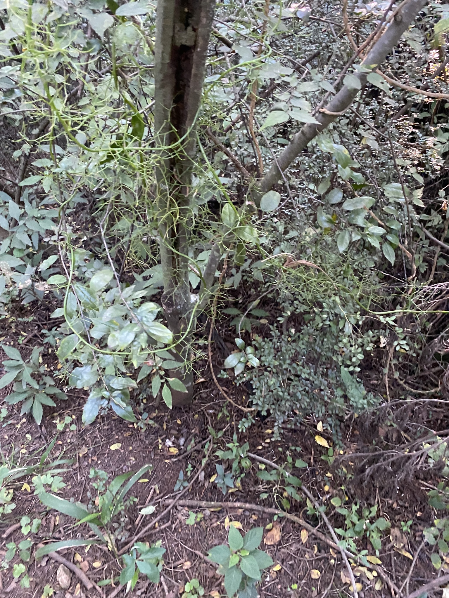 Imagem de Cebola Trepadeira