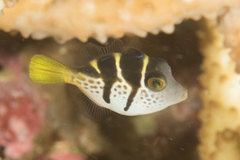 Paraluteres prionurus