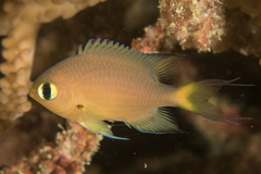Pycnochromis atripes