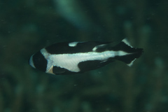 Macolor macularis