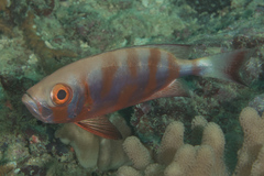 Priacanthus