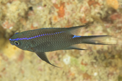 Neoglyphidodon carlsoni