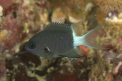 Pycnochromis margaritifer