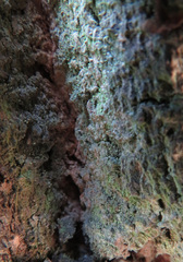 Chaenotheca brachypoda