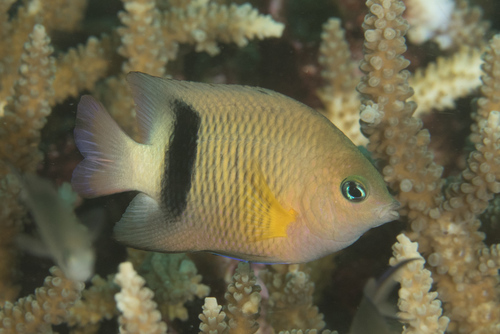 Blackbar Damselfish