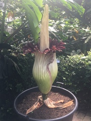 Amorphophallus titanum