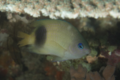 Plectroglyphidodon johnstonianus