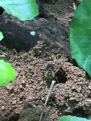 Colletes thoracicus