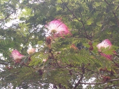 Calliandra pittieri