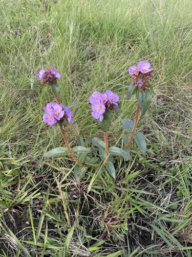 Dwarf Dissotis