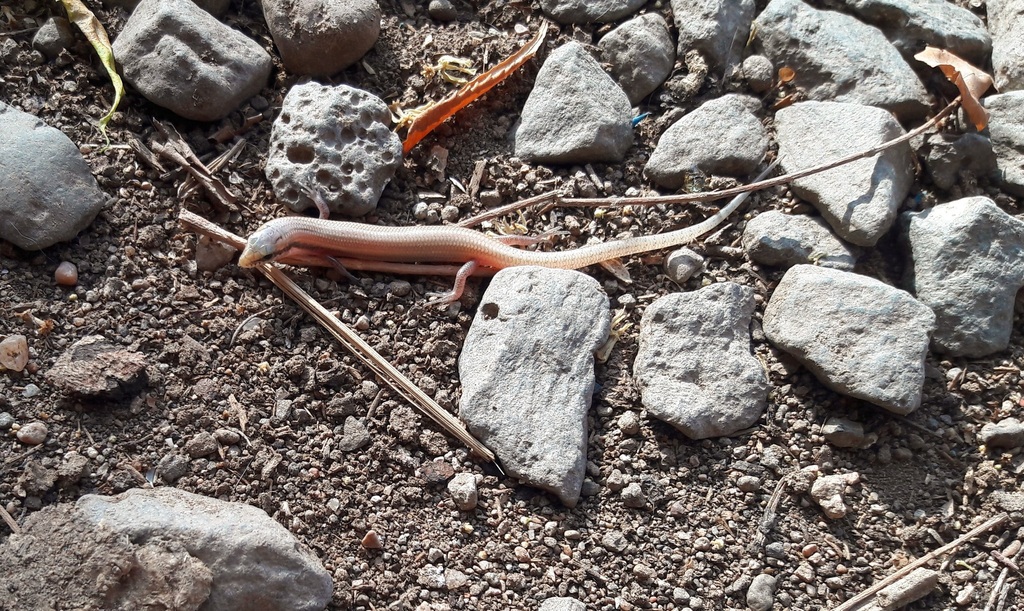 Ragazzi's Bronze Skink