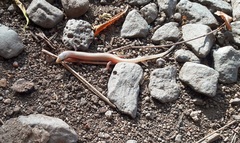 Ragazzi's Bronze Skink photo 1