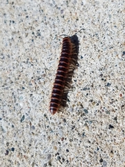 Semionellus placidus