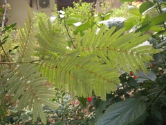 Calliandra pittieri