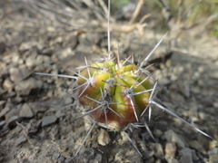 Echinopsis bridgesii