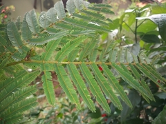Calliandra pittieri
