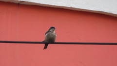 Orochelidon murina