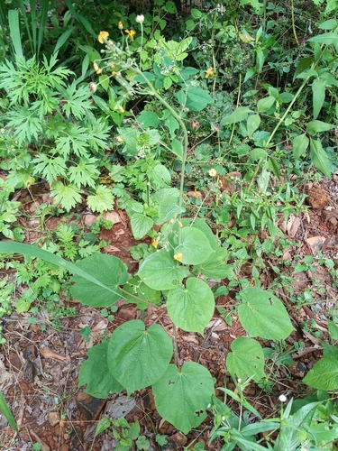 Wissadula hernandioides