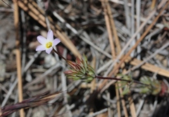 Leptosiphon breviculus