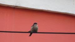 Orochelidon murina