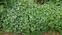 Geranium × oxonianum
