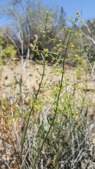 Galium stellatum eremicum