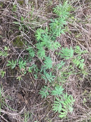 Desmanthus velutinus