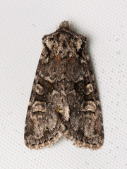 Lacinipolia cuneata
