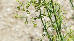 Galium stellatum eremicum