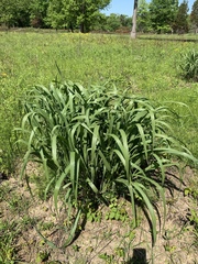 Tripsacum dactyloides