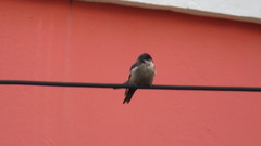 Orochelidon murina