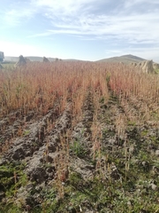 Chenopodium quinoa