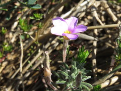 Oxalis hirta hirta