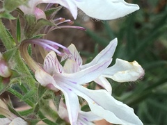 Teucrium pseudochamaepitys
