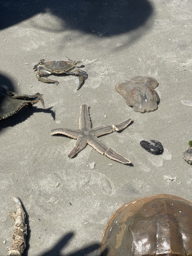 Gray Sea Star photographed in Georgia