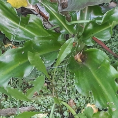 Veltheimia bracteata