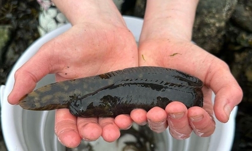 Rock prickleback (Xiphister mucosus) — Stichaeidae — 2