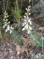 Teucrium pseudochamaepitys