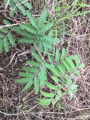 Desmanthus velutinus