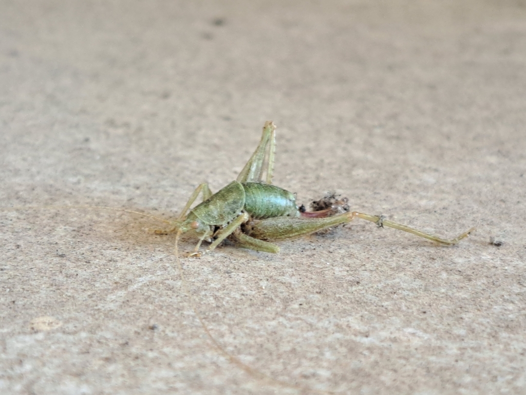 Schildförmige Eichenschrecke