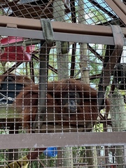 Pongo