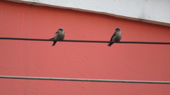Orochelidon murina