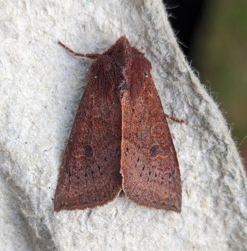 Orthosia transparens