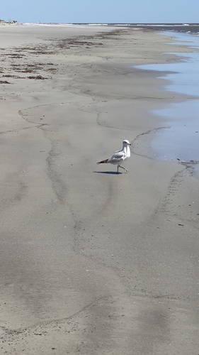 Ring-billed Gull photographed in Georgia