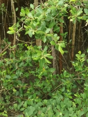 Avicennia