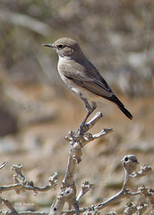 Emarginata tractrac