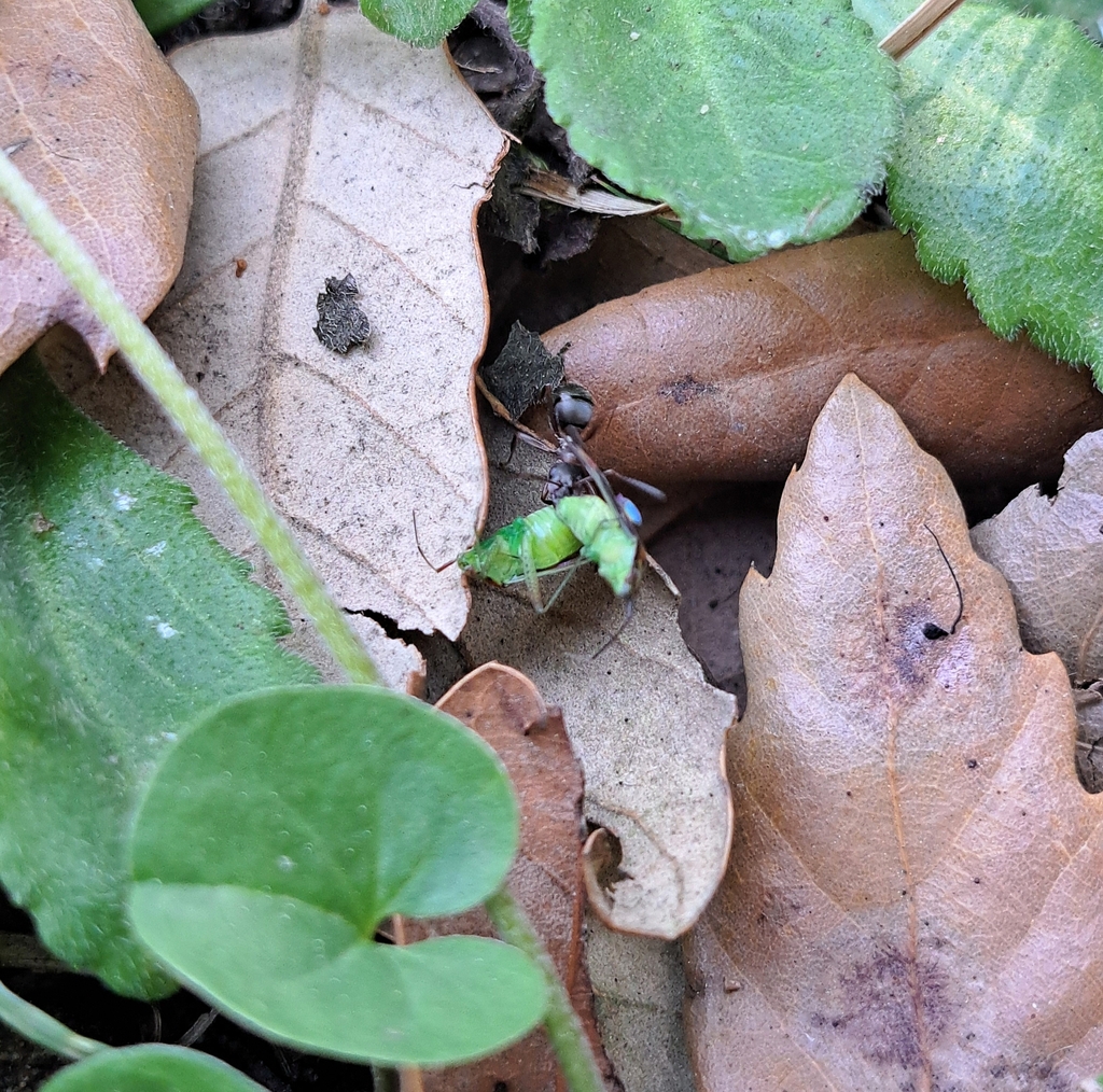 Rufibarbis-group Wood Ants