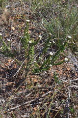 Phylica callosa