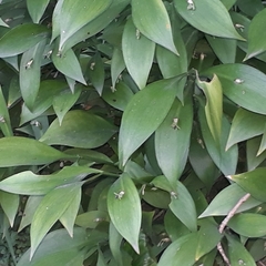 Ruscus