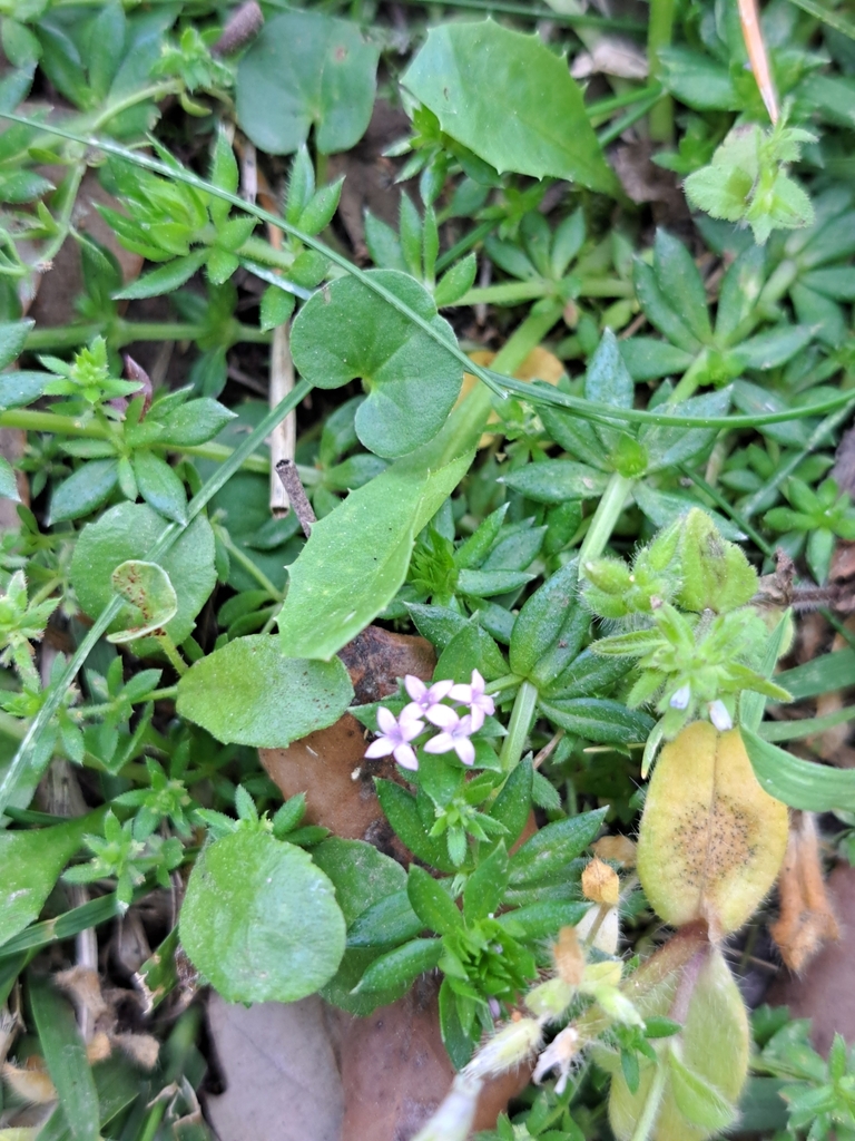 Field madder